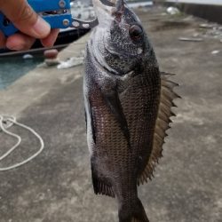 チヌ落としこみ