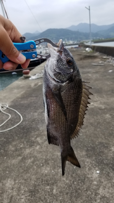 チヌ落としこみ