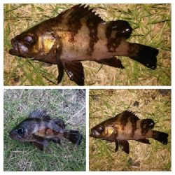 アジンガー1810〜1930