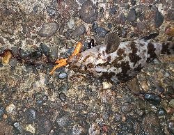 ナイトチニング