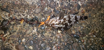 ナイトチニング