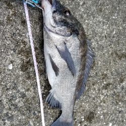 落としこみ、初の44cm!