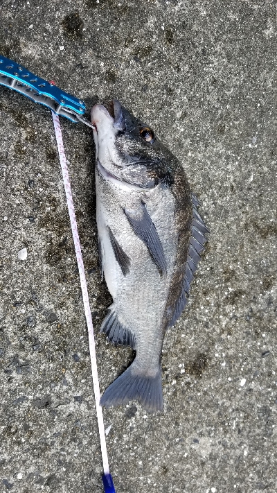 落としこみ、初の44cm!