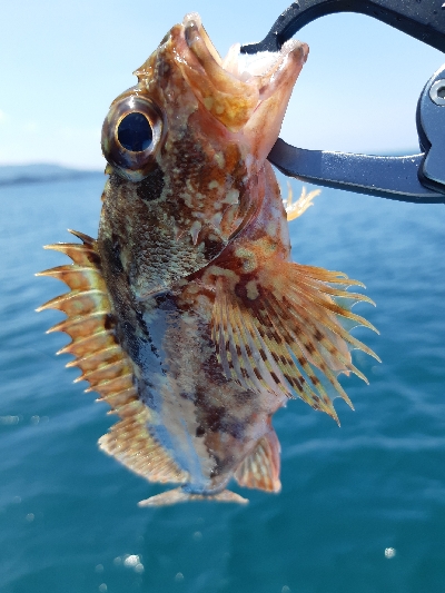 安定のお土産ポイント