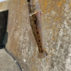 今日も落としこみ