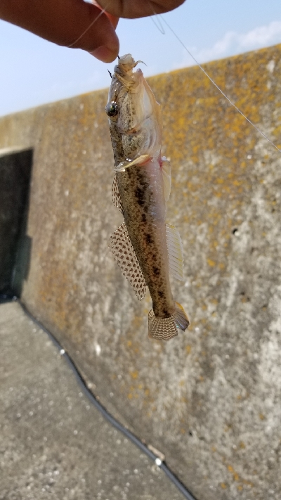 今日も落としこみ