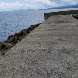 今日もチヌこない…