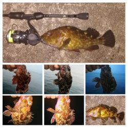 アジンガー1818〜2125