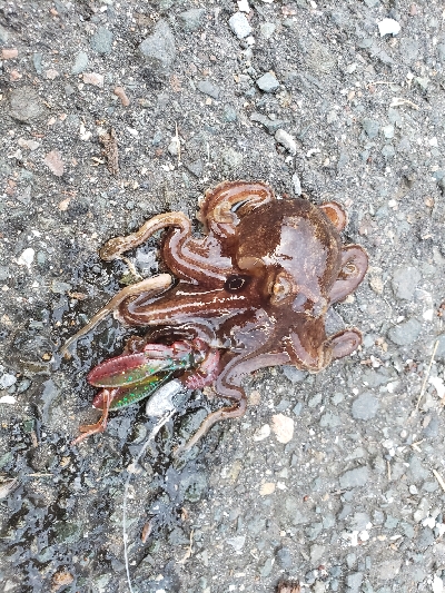 アコウを狙いに