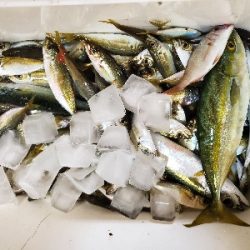 家族でサビキ！