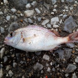 久しぶりの釣行