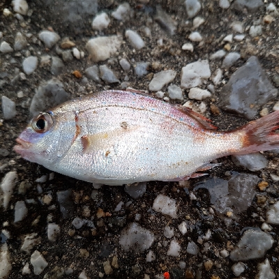 久しぶりの釣行