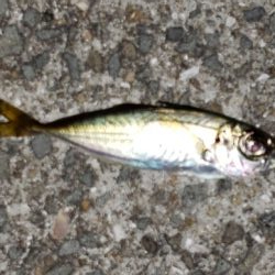 マメアジング‼️