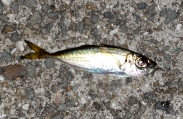 マメアジング‼️…