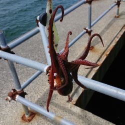 釣り部  釣行記  33