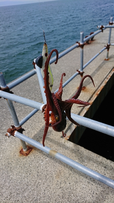 釣り部  釣行記  33