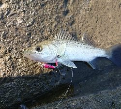 リバーシーバス