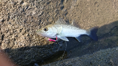 リバーシーバス