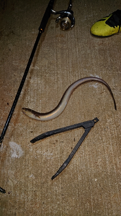 貧果ですが・・・