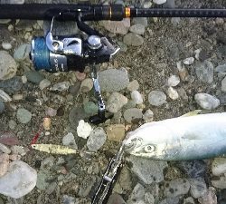 仁淀川河口周辺サーフライトショアジギング
