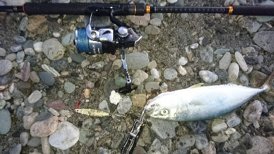 仁淀川河口周辺サーフライトショアジギング