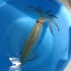 初イカメタル便