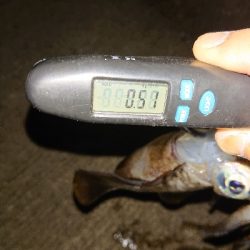 久し振りの釣果です❗