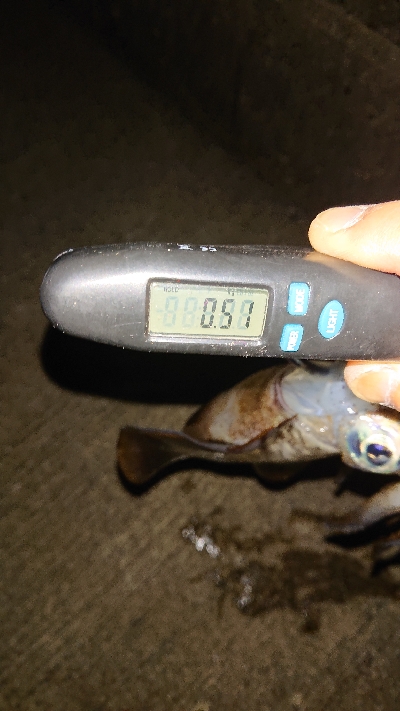 久し振りの釣果です❗