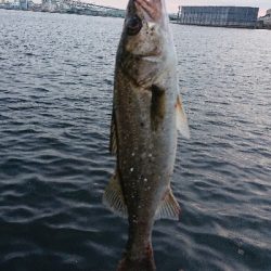 久々のシーバス♪