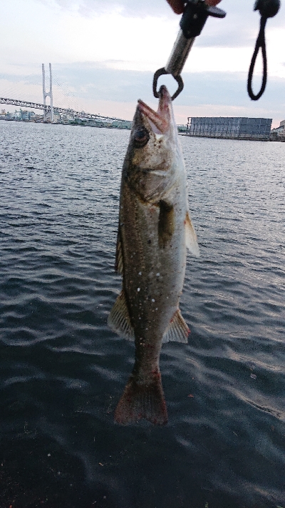 久々のシーバス♪