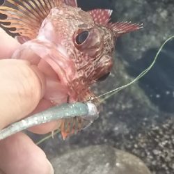 根魚