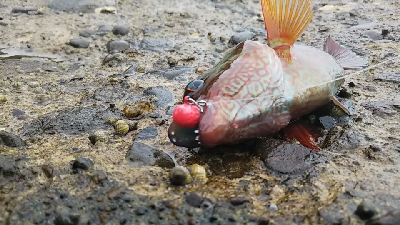 ベラのイベント