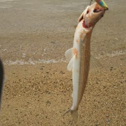 青物はどこに？