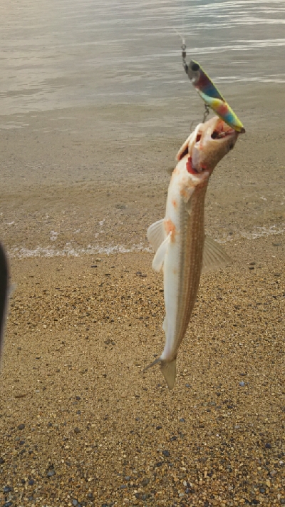 青物はどこに？