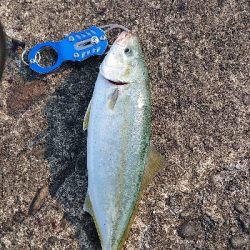 今日もツバス狙い。