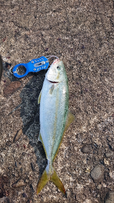 今日もツバス狙い。