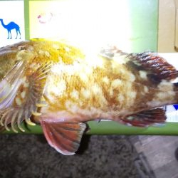 渋渋アジング。