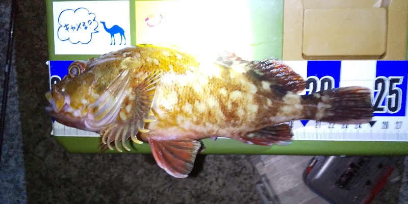 渋渋アジング。