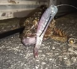 ロックフィッシュはボトムロックて⁉️