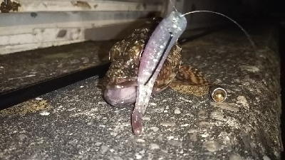 ロックフィッシュはボトムロックて⁉️