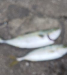 もうちょいでハマチ