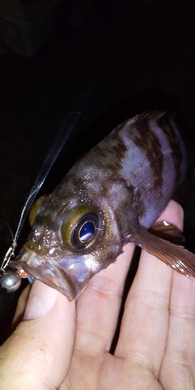 またしても不完全燃焼