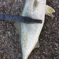 ライトショアジギング