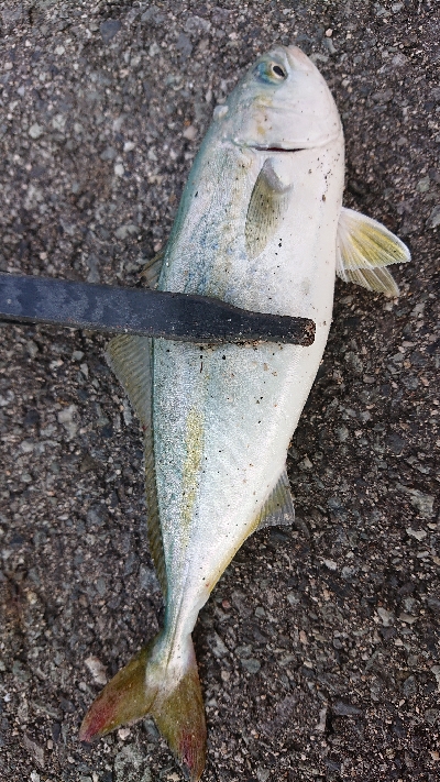 ライトショアジギング