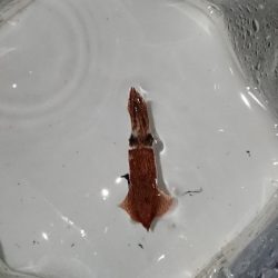 ライトエギング