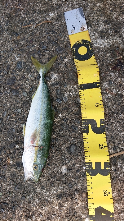 久しぶりシオ！