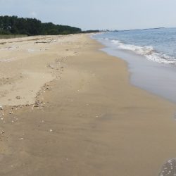 マゴチが釣れない