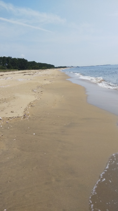 マゴチが釣れない