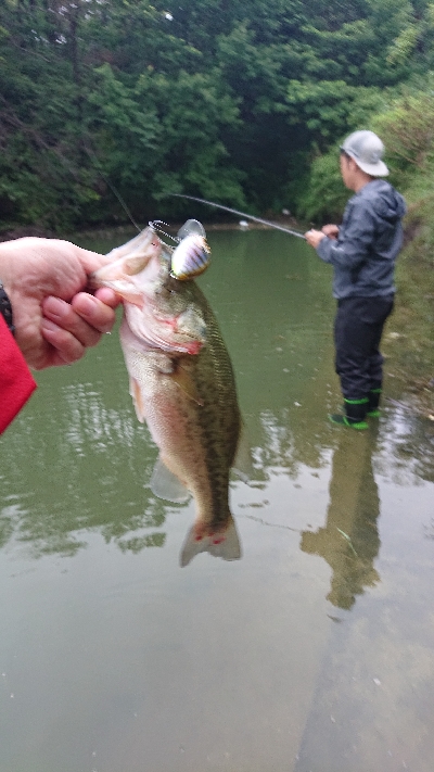 トップウォーター