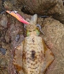 エギング釣行その４０